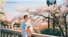 Nhật Bản mùa hoa anh đào có gì đặc biệt?